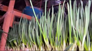 САМЫЕ ПРИБЫЛЬНЫЕ ВИДЫ ЗАРАБОТКА НА ФЕРМЕ В ГЛУХОЙ ДЕРЕВНЕ