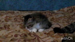 Котёнок Савелий в добрые руки.