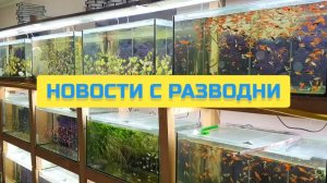 НОВОСТИ С РАЗВОДНИ