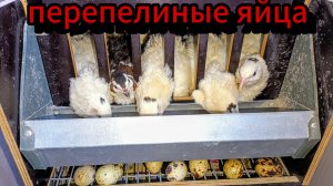 Когда несутся перепёлки🐥утренние хлопоты 🐣🐤🐔🐓