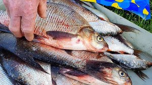 Секретная точка! 🤫 Ночной КЛЁВ на фидер: Лещи просто БЕШЕНЫЕ!