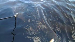 #Рыбачим_в_удовольствие! #Трофейная_рыбалка #Отпускайте_рыбу