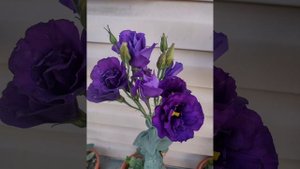 Любовь моя ❤️ эустома 🌹🌹🌹