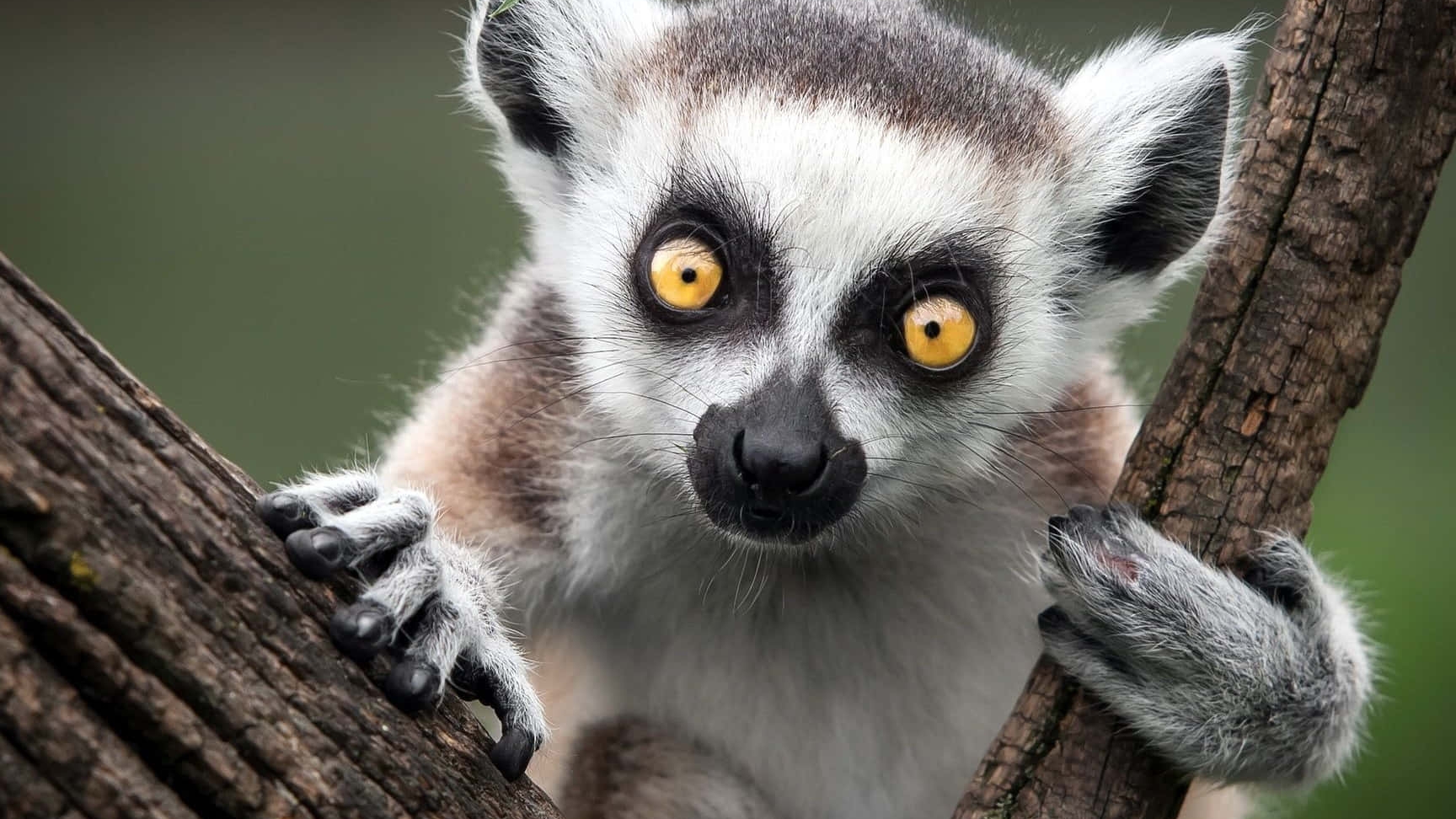 РОСТОВСКИЙ ЗООПАРК. ЛЕМУРЫ. (прод. следует)