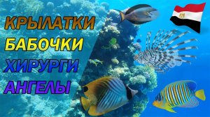 Египет - Шарм-эль-Шейх | Domina Coral Bay | ОБЗОР ПЛЯЖА И РИФА | Красное море | Осторожно крылатки!