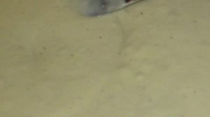 Капуста под соусом бешамель