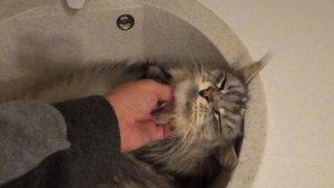 Лежбище котика