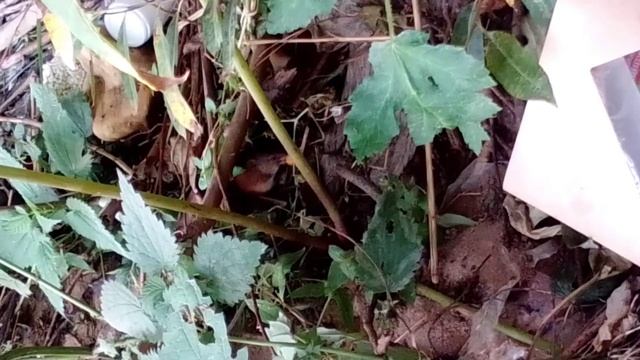 Лесная мышь ест Chitos. смотреть онлайн