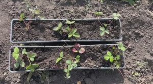 Клубника на подоконнике. Видео 1 - Посадка.