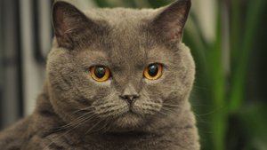 Крестовый поход