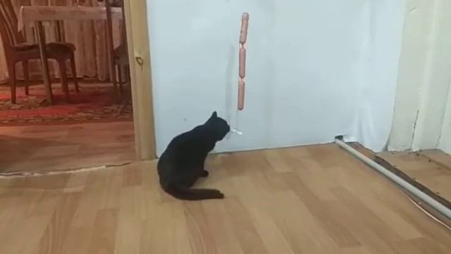 Игрушка для кота!!!