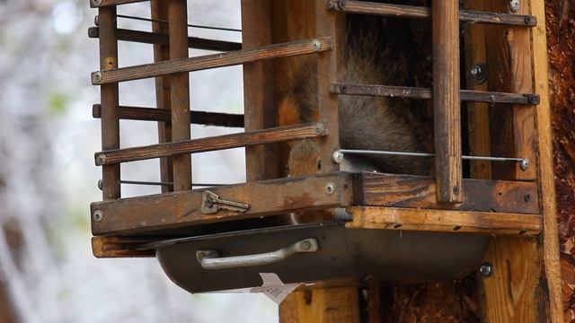 Первый снег для некоторых белок. 5 октября 2025