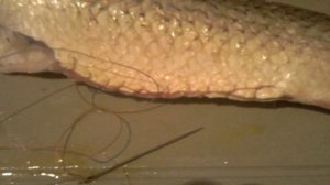 Кефаль, запеченная в рукаве