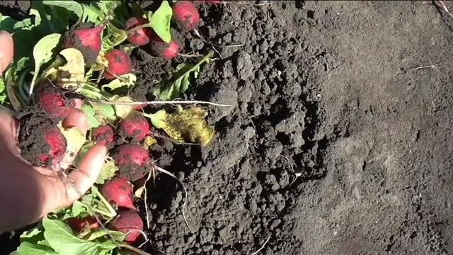 Урожай осенней редиски