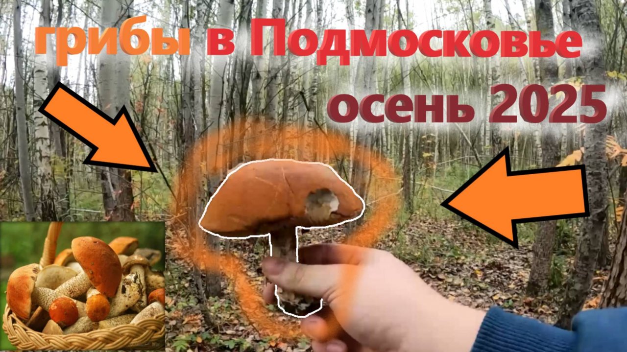 ЕСТЬ ли ГРИБЫ осенью 2025 в лесах на юге Подмосковья??? ПОДОСИНОВИКИ в конце сентября 2025 смотреть онлайн