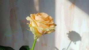 Музыка для работы. Музыка для учебы. Спокойная музыка