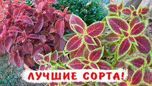 Лучшие сорта колеусов! Как легко вырастить колеусы для клумб и окон!