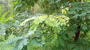 #как красива  осень