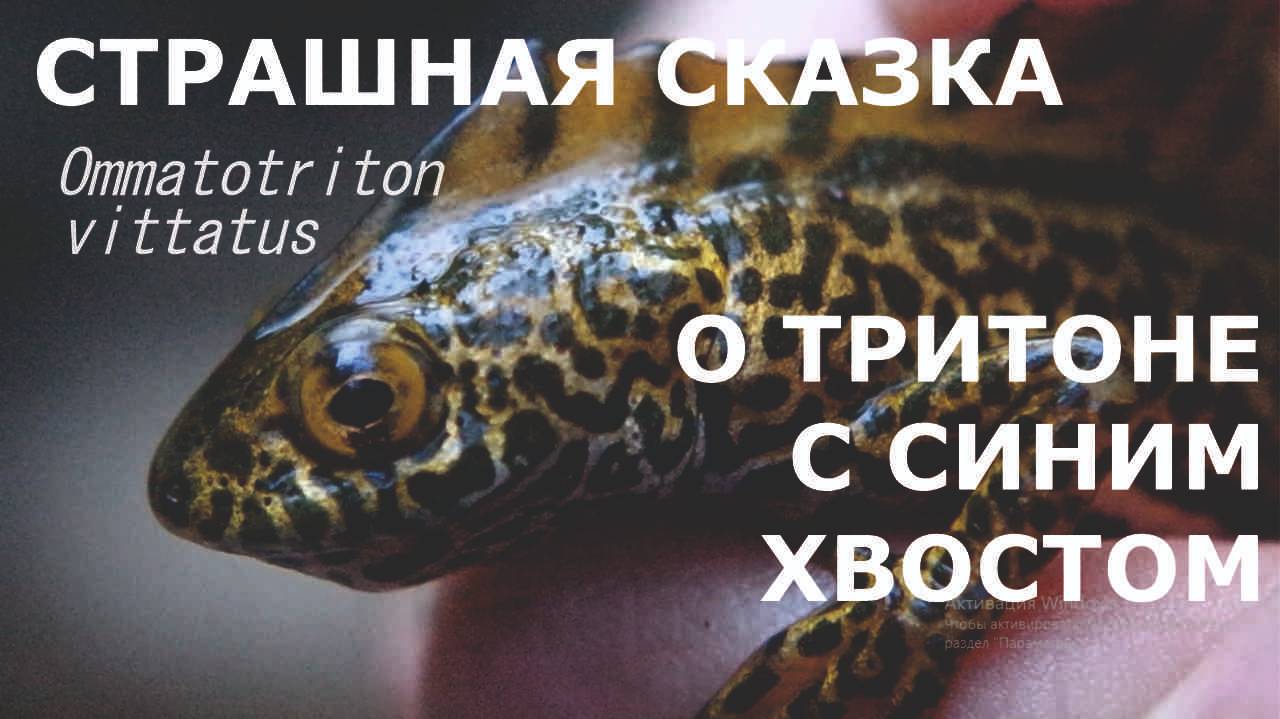 СТРАШНАЯ СКАЗКА О ТРИТОНЕ С СИНИМ ХВОСТОМ