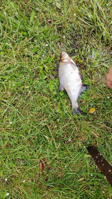 Как почистить рыбу смотреть онлайн