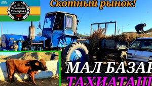 05-10-2025 СКОТНЫЙ РЫНОК 🐄
