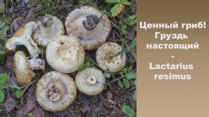 Ценный гриб! Груздь белый (настоящий) - Lactarius resimus