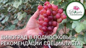 ВИНОГРАД ПОД МОСКВОЙ. ВЫБОР СОРТОВ