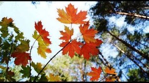 В. Берестов. Урок листопада