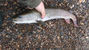 Сплав и рыбалка на Реке Лозьва. Северный Урал, Свердловская область. 28.07-04.08.25.