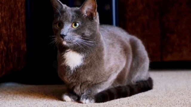 КАК ПРАВИЛЬНО КОРМИТЬ Кошку