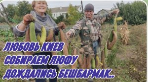 САМВЕЛ АДАМЯН, ЛЮБОВЬ КИЕВ, СОБИРАЕМ ЛЮФУ-МОЧАЛКИ, КАК СУШИТЬ И ХРАНИТЬ, БЕШБАРМАК..