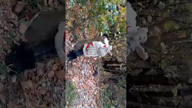3 ПРОБНЫЙ СТРИМ 🫤