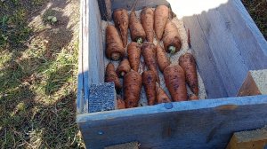 Как мы храним 🥕🥕🥕 зимой.