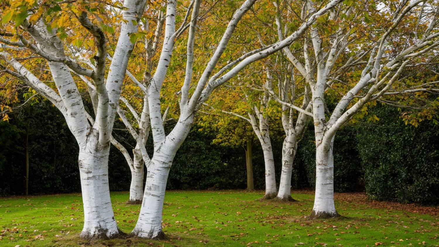 Ключевой момент для защиты плодовых деревьев от морозов, солнечных ожогов и вредителей.