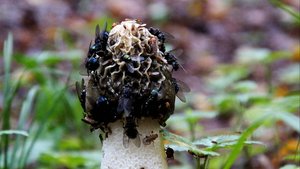 ВЕСЁЛКА  ОБЫКНОВЕННАЯ