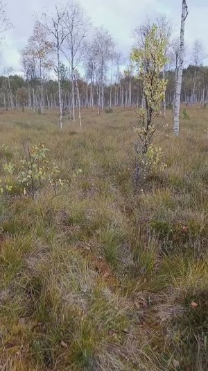 Поиск металлов