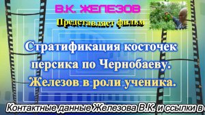 Стратификация косточек персика по Чернобаеву. Железов в роли ученика.