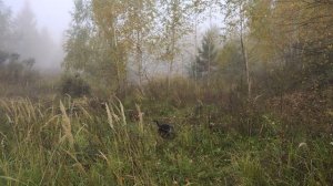 Раннее утро, гуляем с Чухои