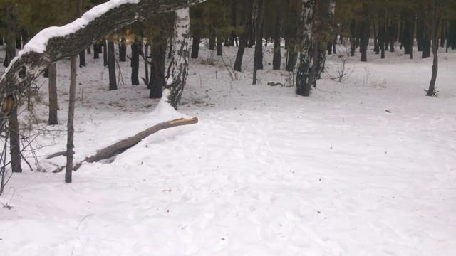 Белка.