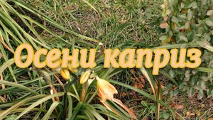 Осени Каприз-видео снято в Колосовке омской области 4 октября 2025 года.