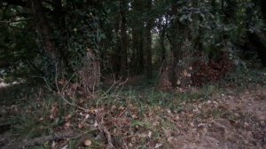 Мистический каштановый лес. Прогулка по окрестностям деревни 4 окт 2025 (часть 2)