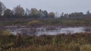 Бежецкий район д. Филиппково Коралл загадил речку. 4 октября 2025 г.