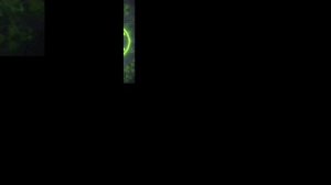 Звук сирены