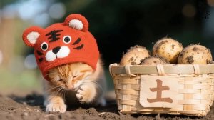 Грустный мультик про котенка - Котёнок, страдавший от проблем с аппетитом, упал на ферме без сил