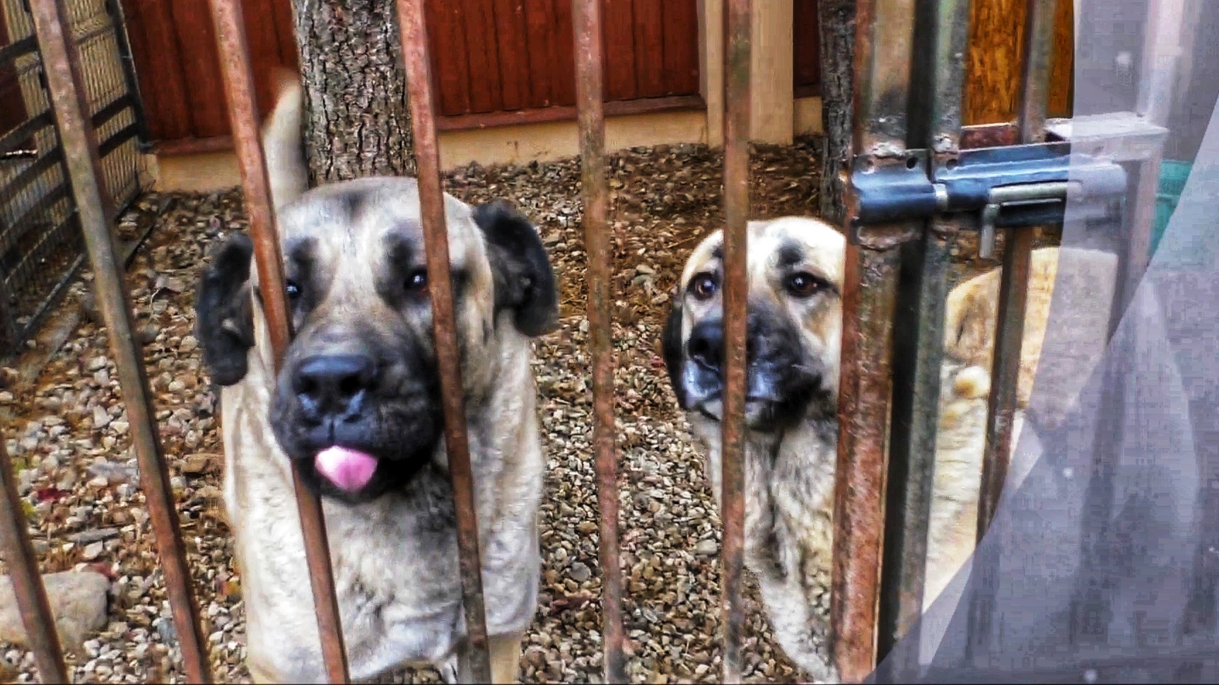 Душа на двоих