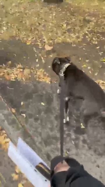 rutube.ru