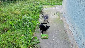 Уличный кот Маркиз и наглая ворона! ^^