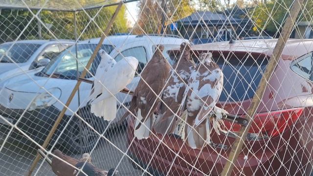 1000104990.mp4Ярморка голубей Луганск. смотреть онлайн