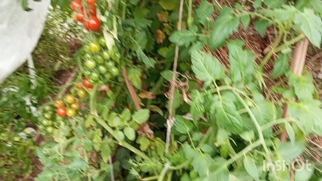ПОМИДОРЫ НА 2 ОКТЯБРЯ В ТЕПЛИЦЕ