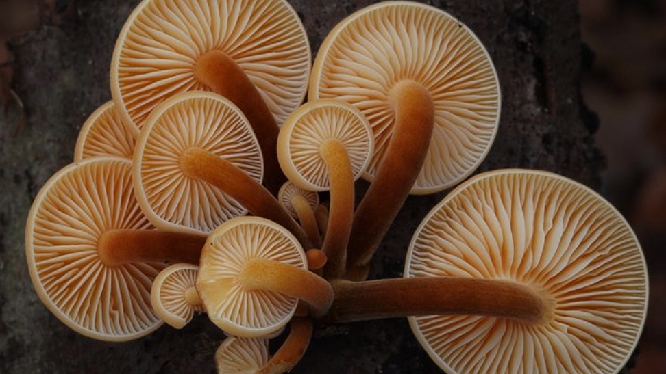 Зимний опёнок. Фламмулина бархатистоножковая смотреть онлайн